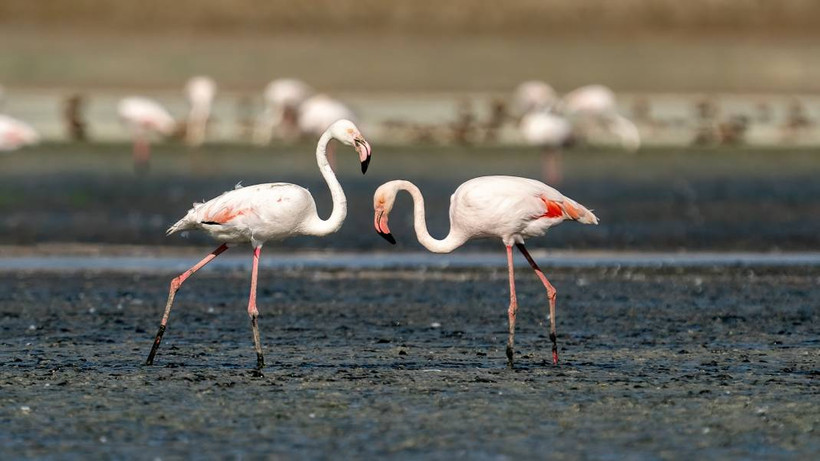 Tuz Gölü, 5 bin yavru flamingoya ev sahipliği yapıyor - Resim: 3